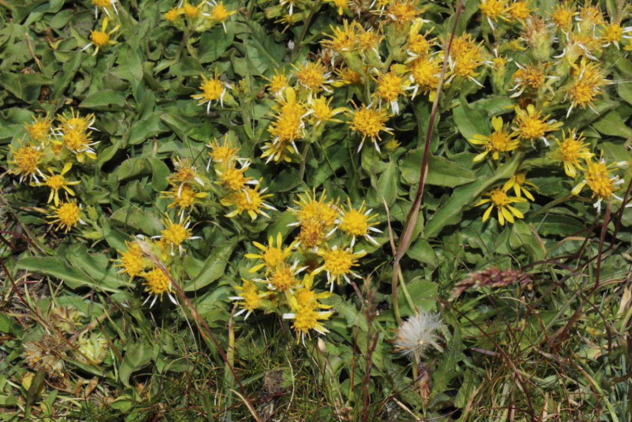 Solidago virgaurea subsp. minuta / Verga d''oro minuta